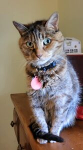JKTILrV_ Picture of cat with NoZorbium tag
